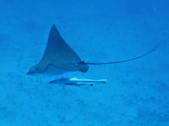 Dive Seychelles Underwater Centre景点图片