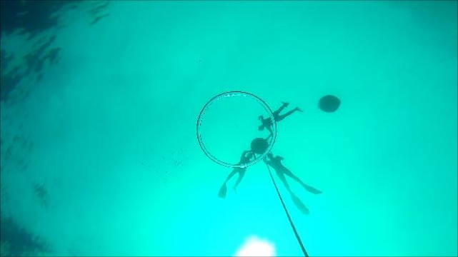 Fusion Freedive and Spearfishing-沙努尔必去景点