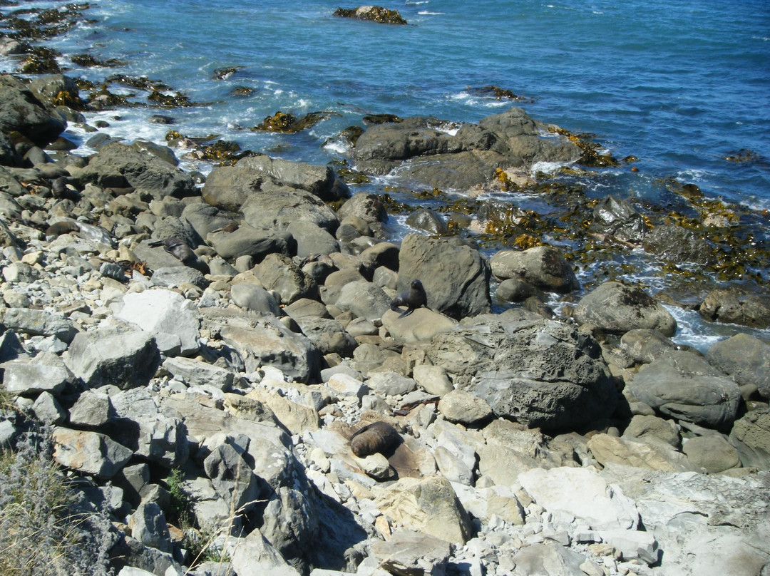 海豹栖息地景点图片