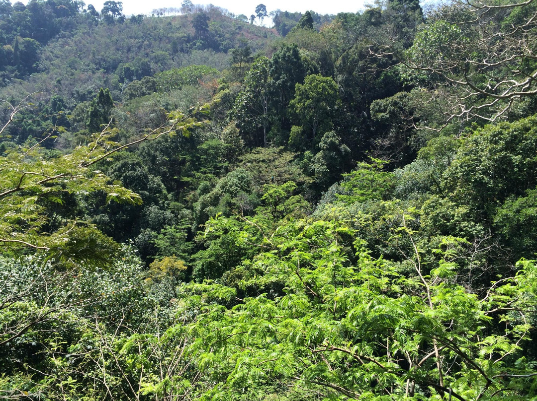 丛林飞梭-卡图必去景点