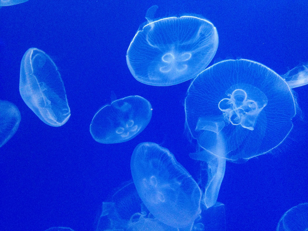 墨田水族馆-Oshiage必去景点