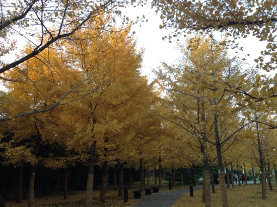 地坛公园-北京市必去景点