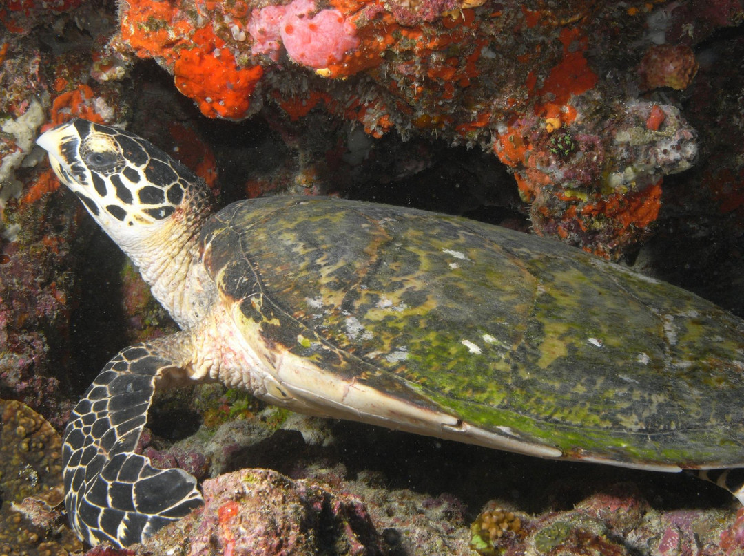 Euro-Divers Vilamendhoo景点图片