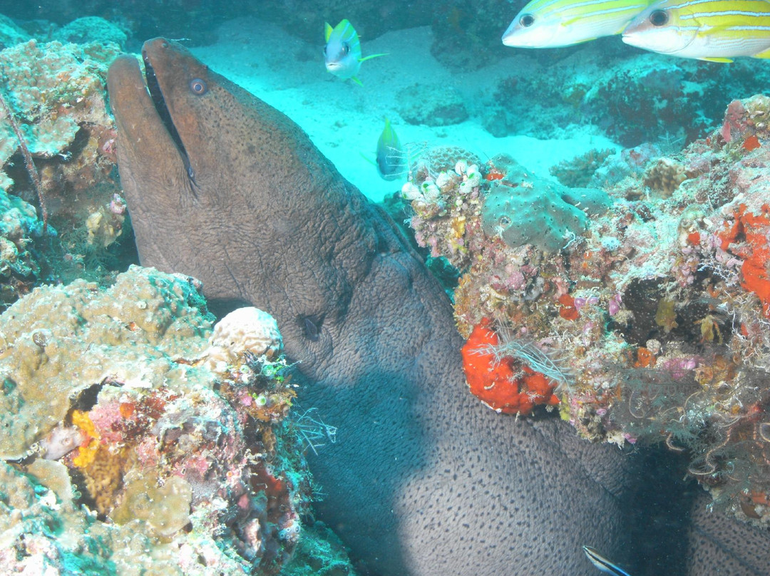 Euro-Divers Vilamendhoo景点图片
