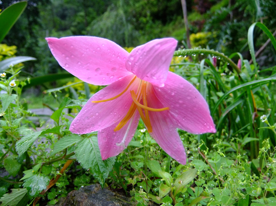 Sewaro Rock Garden-Pelling必去景点