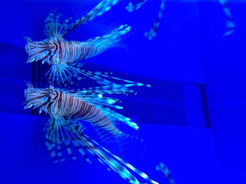 上海海洋水族馆-上海市必去景点