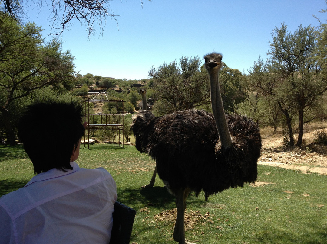 Daan Viljoen Nature Reserve-温德和克必去景点