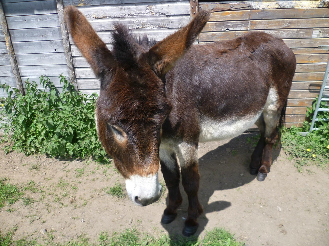 Freshfields Donkey Village-Peak Forest必去景点