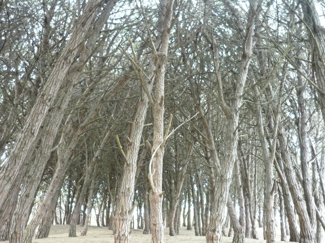 Bosque Energético景点图片