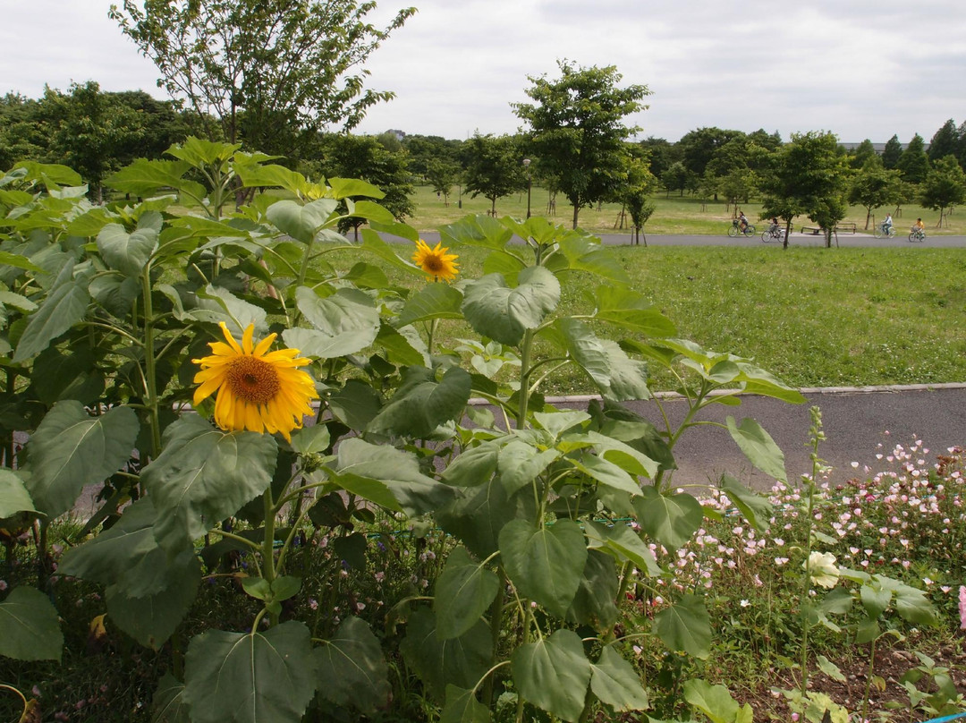 Toneri Park-足立区必去景点