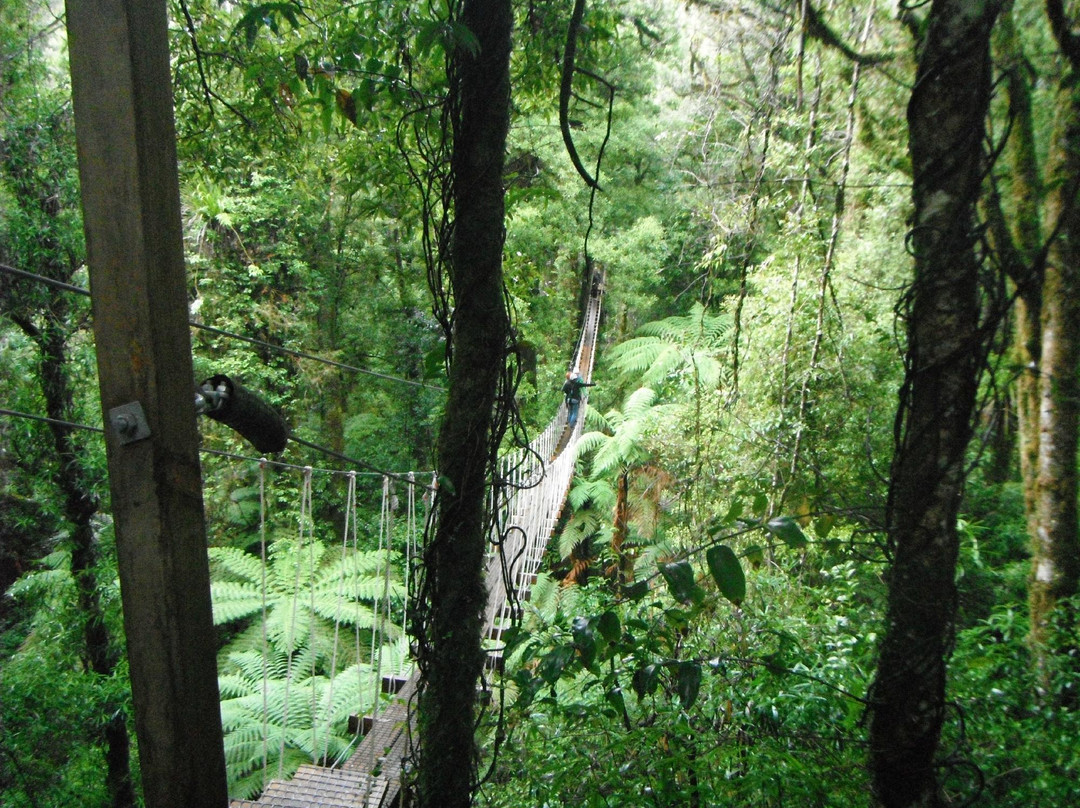 罗托鲁瓦树冠之旅-罗托鲁瓦必去景点