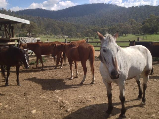 Horse Riding at Pender Lea-Crackenback必去景点