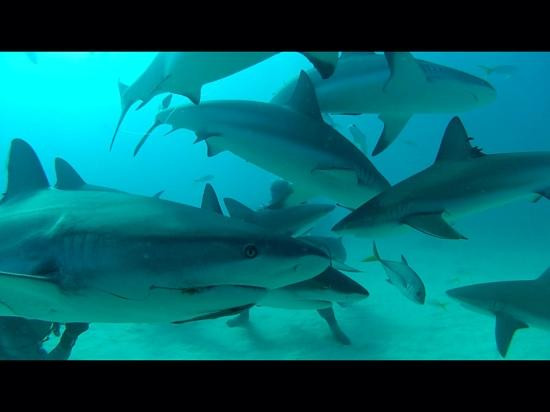 Shark Alley-大巴哈马岛必去景点