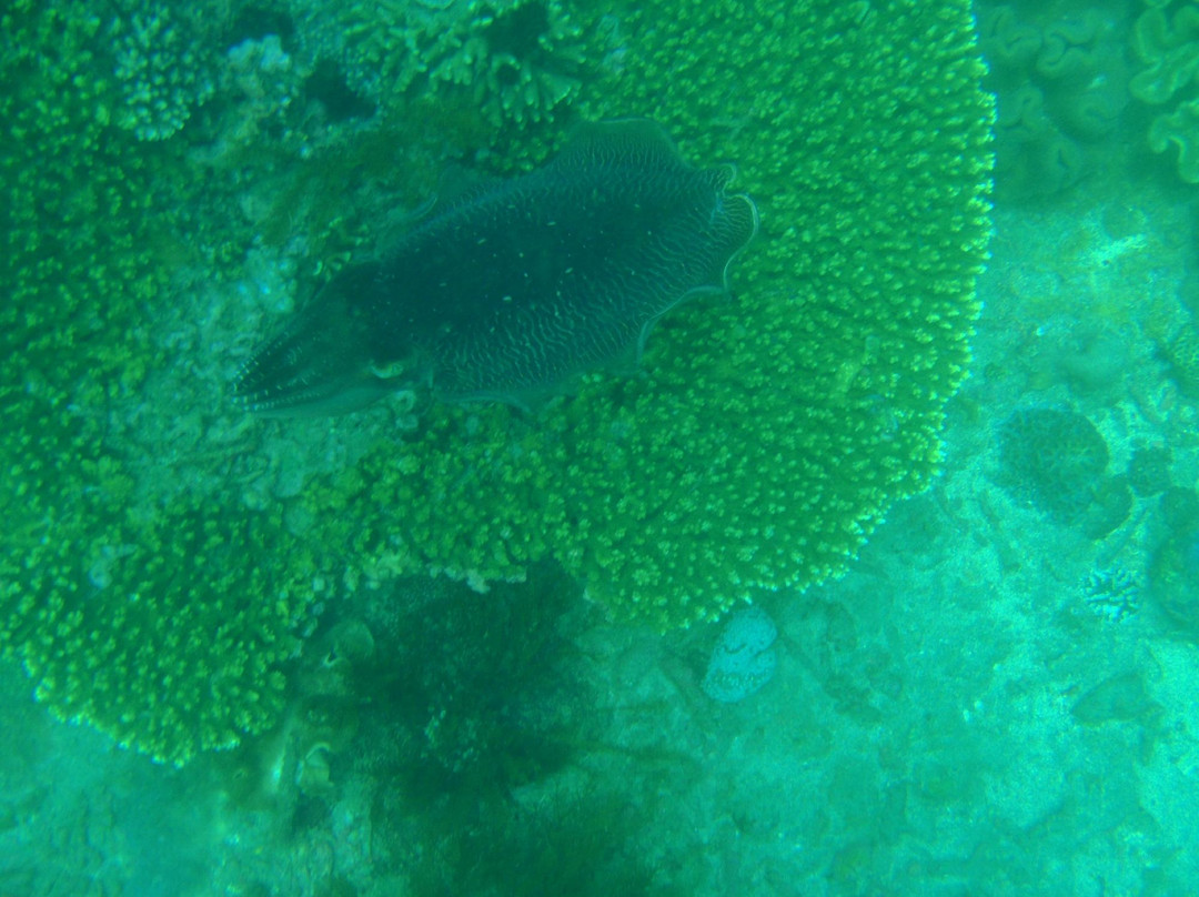 Scuba Duba Doo Dive Center-库塔必去景点