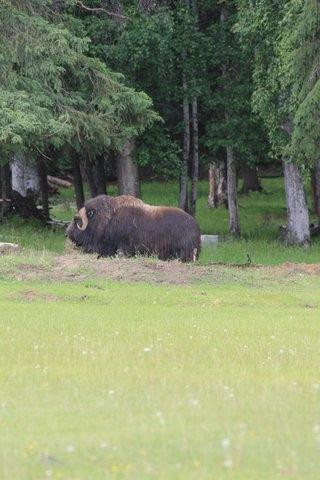 Large Animal Research Station-费尔班克斯必去景点