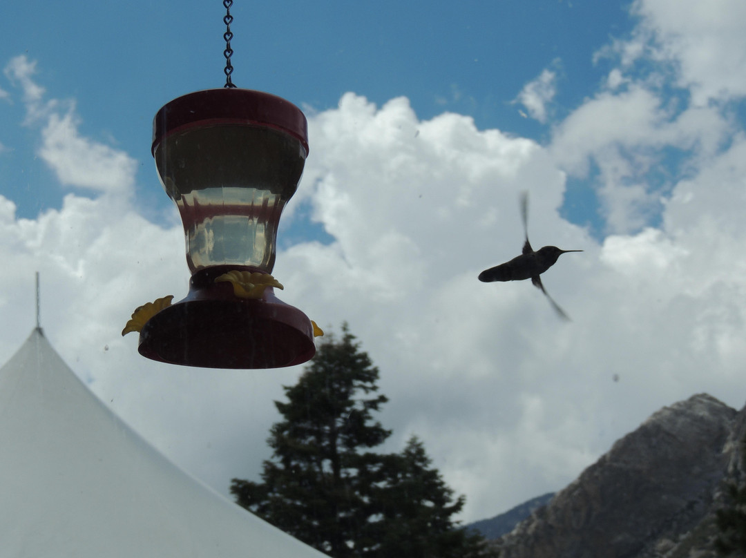 查尔斯顿山-拉斯维加斯必去景点