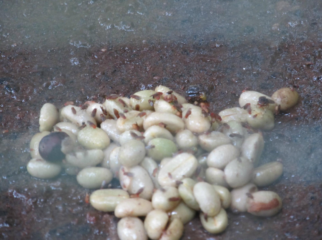 Luwak Civet Coffee Farm-金塔马尼必去景点