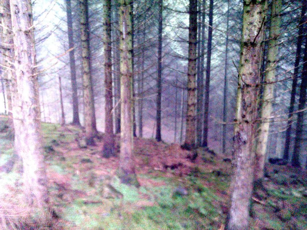 Whinlatter Forest-Braithwaite必去景点