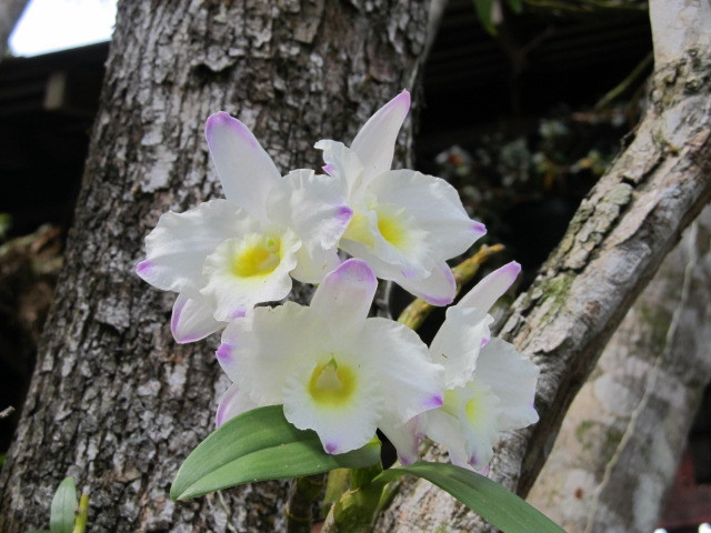 Solar Da Ponte Verde主图