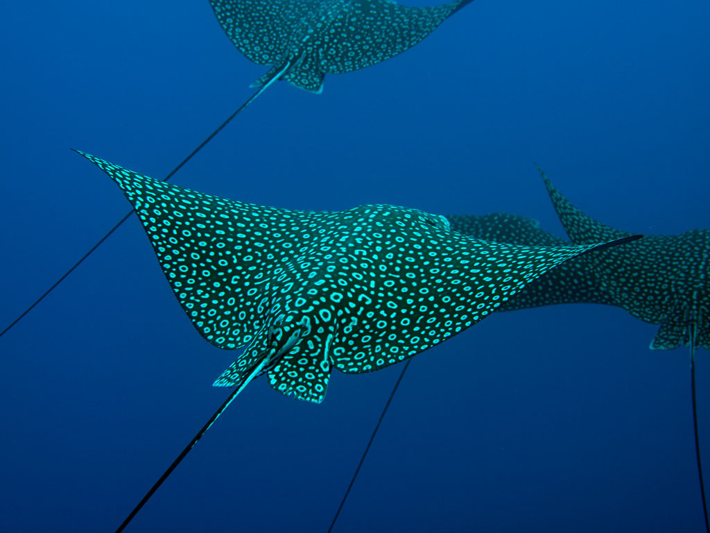 DNS Diving-七哩滩必去景点