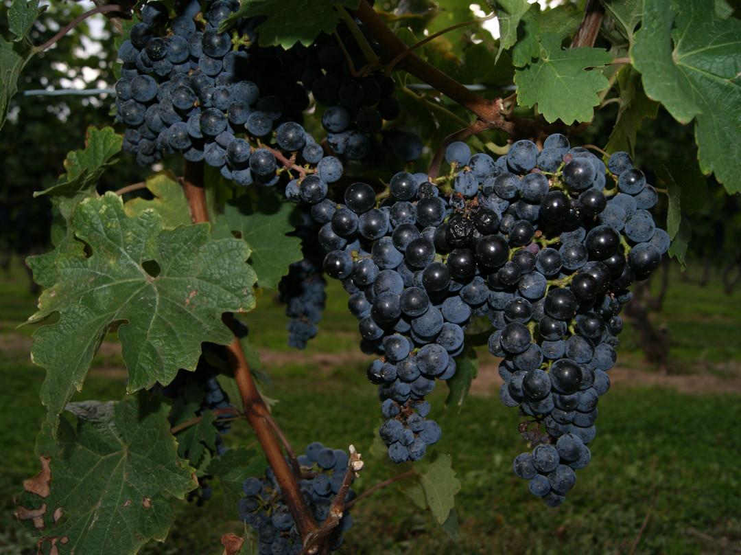 Niagara Vintage Wine Tours-滨湖尼亚加拉必去景点
