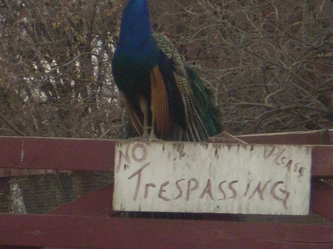 Bonnie Springs Old Nevada-Blue Diamond必去景点