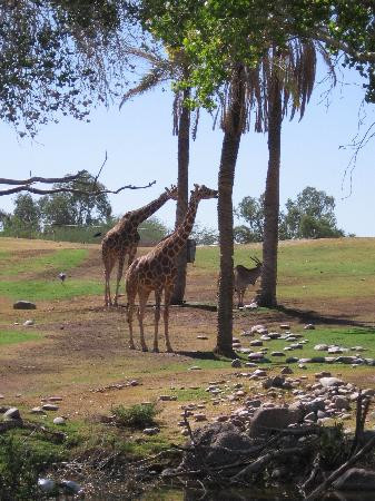 凤凰城动物园-凤凰城必去景点