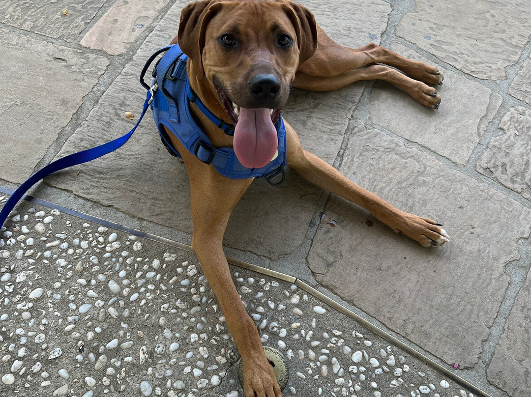 Tri State Peak Trail-Cumberland Gap必去景点