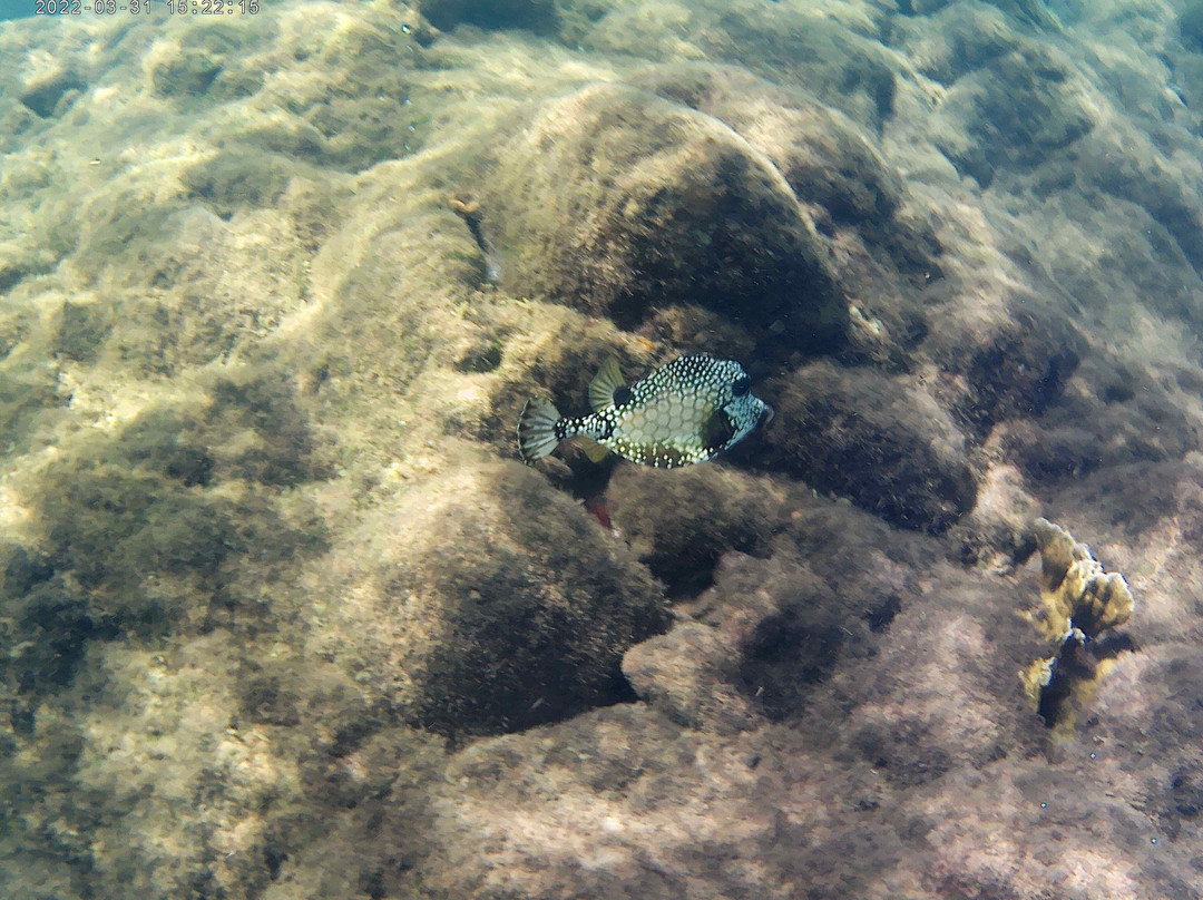 Donny's Snorkel Center-Pointe Michel必去景点