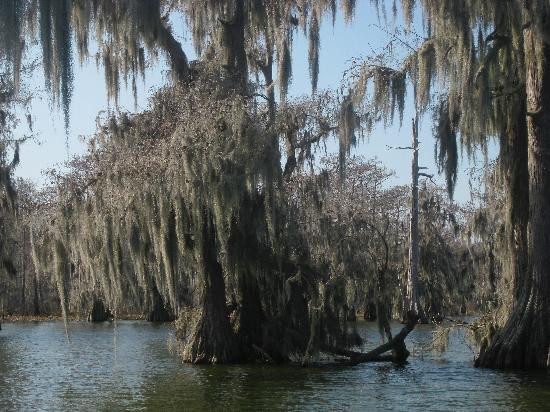 de la Houssaye's Swamp Tours景点图片