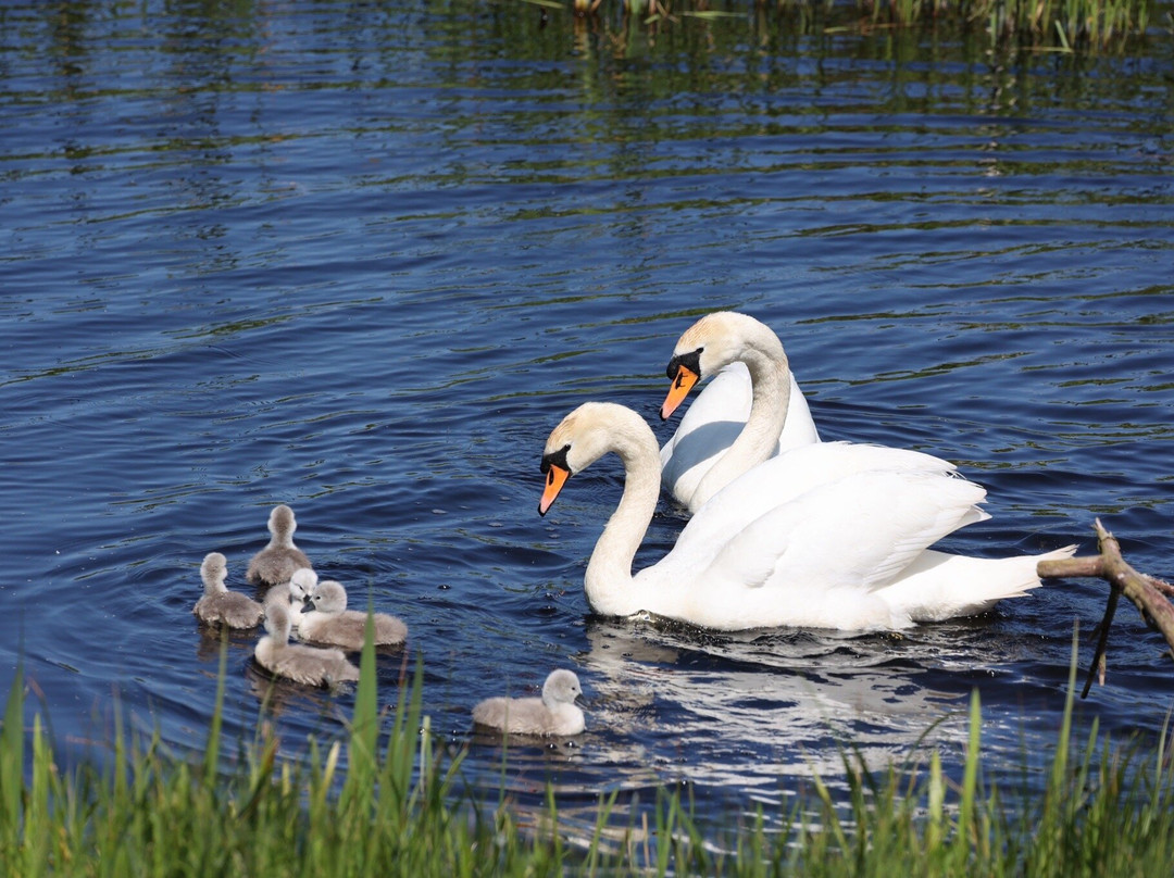 Tophill Low Nature Reserve景点图片