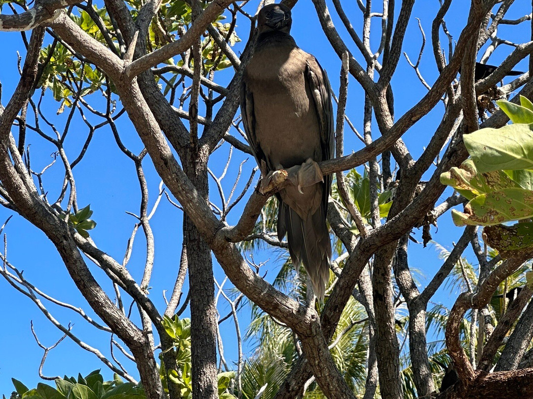 L'Ile Aux Oiseaux-提克豪环礁必去景点
