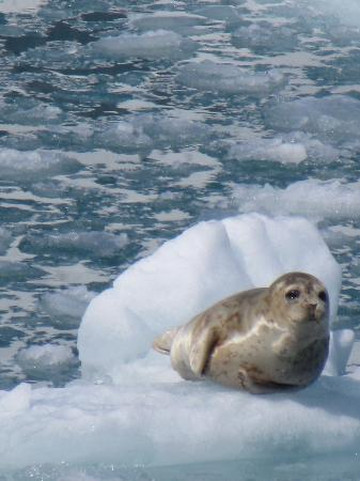Renown Glacier Cruises & Tours-苏厄德必去景点