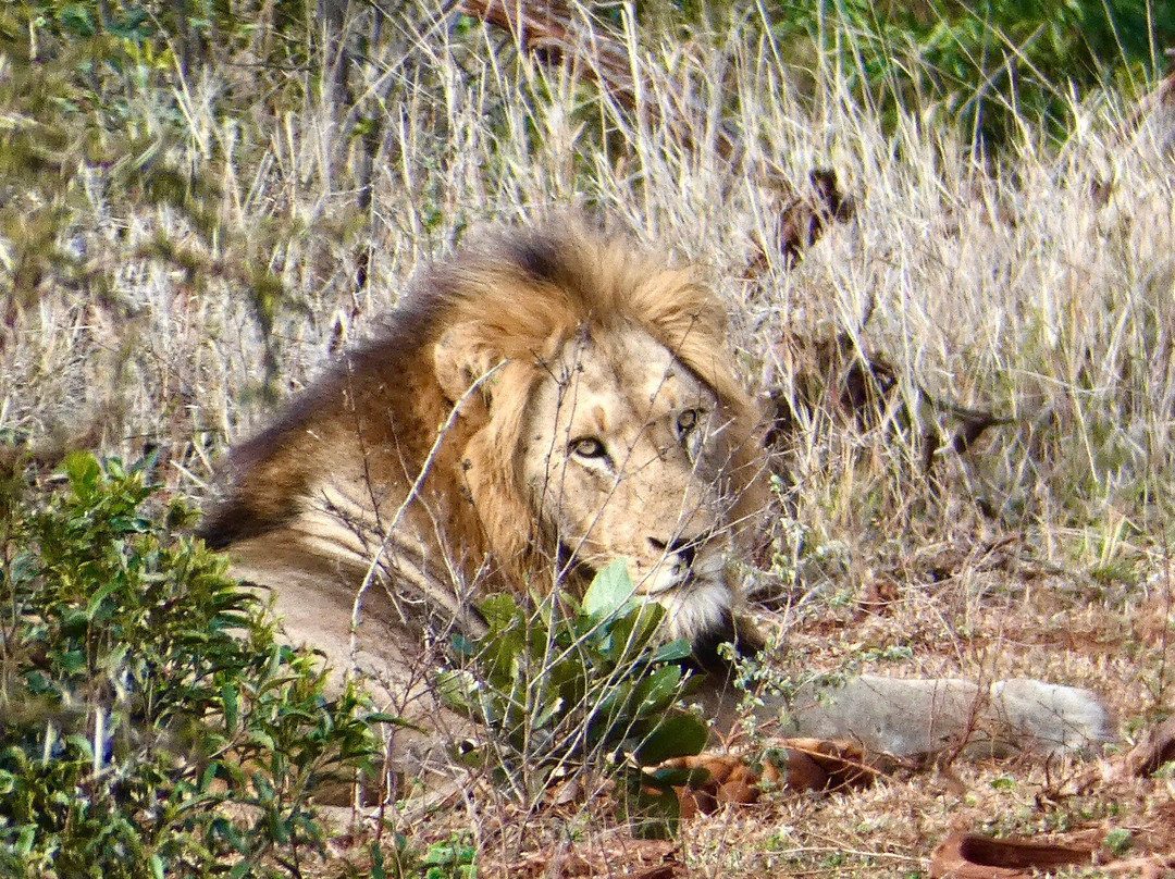 Discover Kruger Safaris-库马堤港必去景点