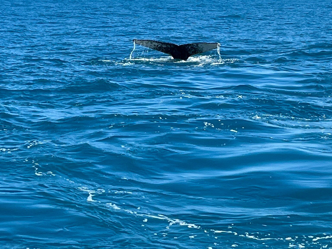 Horizonte Aberto - Catamarans-Caravelas必去景点