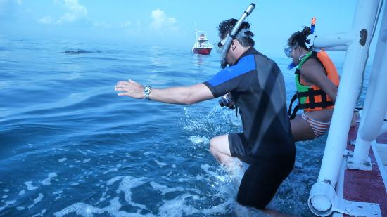 Holbox Whale Shark Tours-Holbox Island必去景点