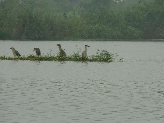 下渚湖风景区-德清县必去景点