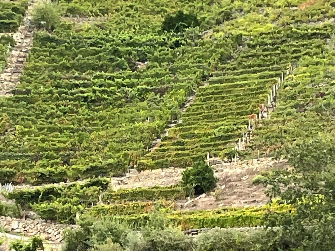 Cañón Del Sil - Ribeira Sacra景点图片