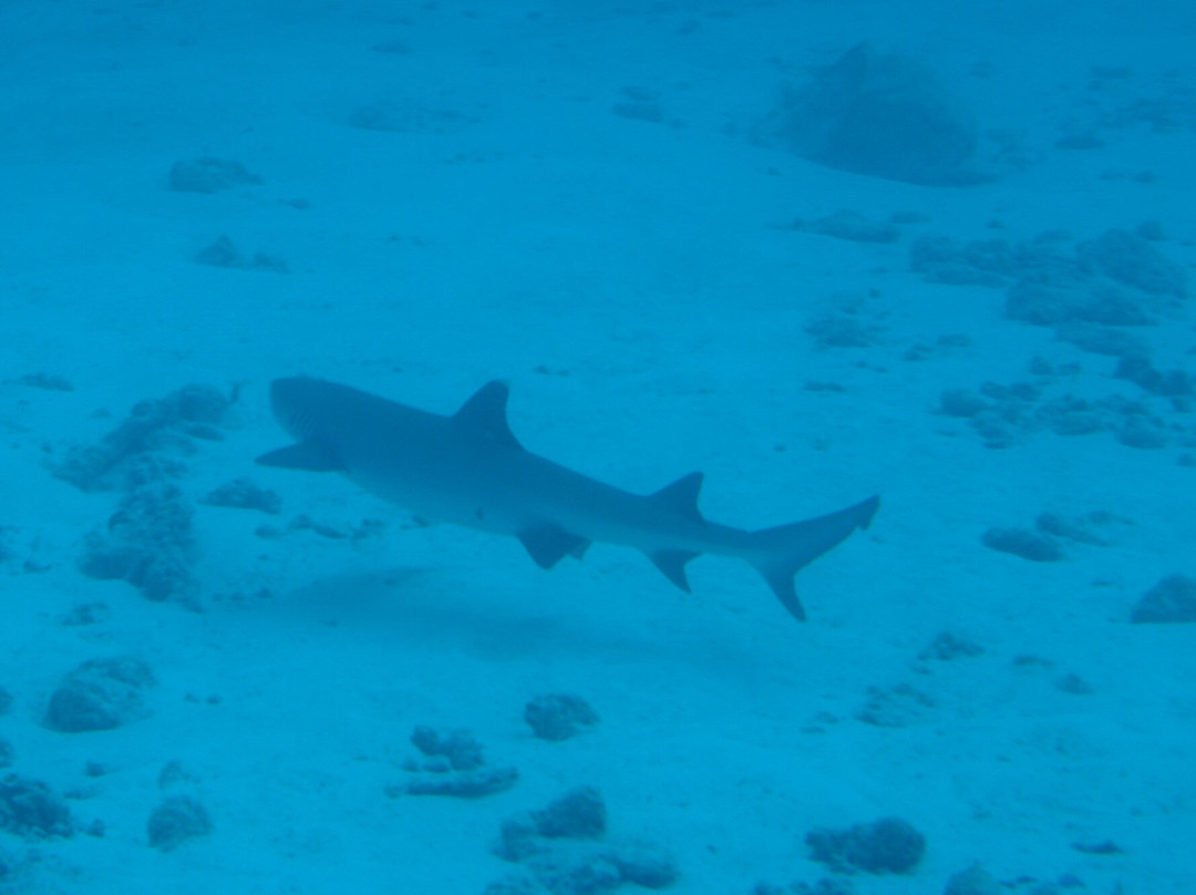 DiveOceanus景点图片
