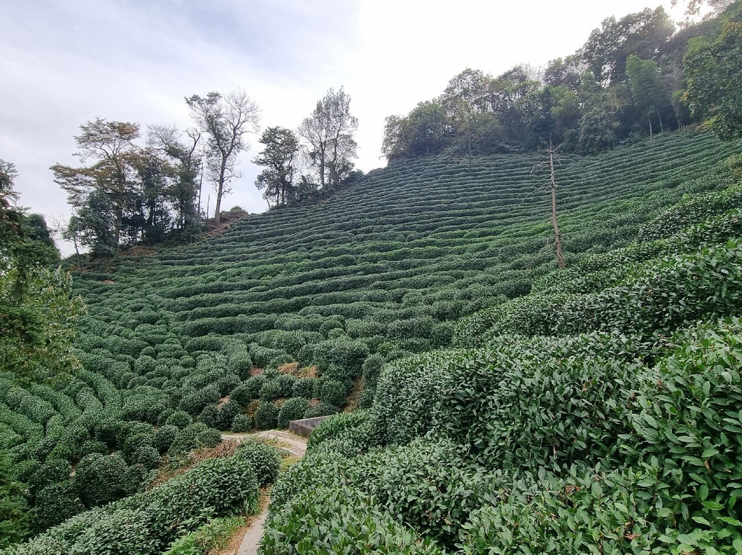 龙井茶田-杭州市必去景点