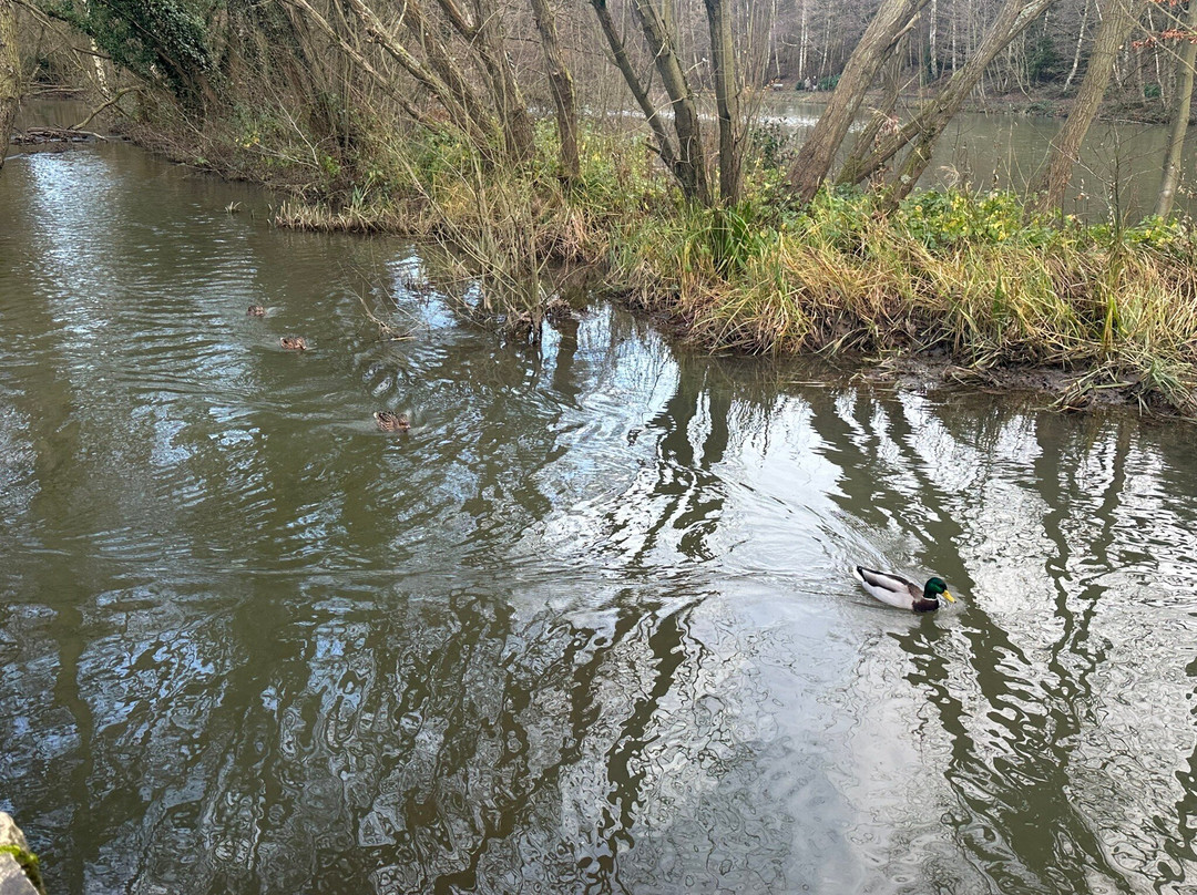 Newmillerdam Country Park景点图片