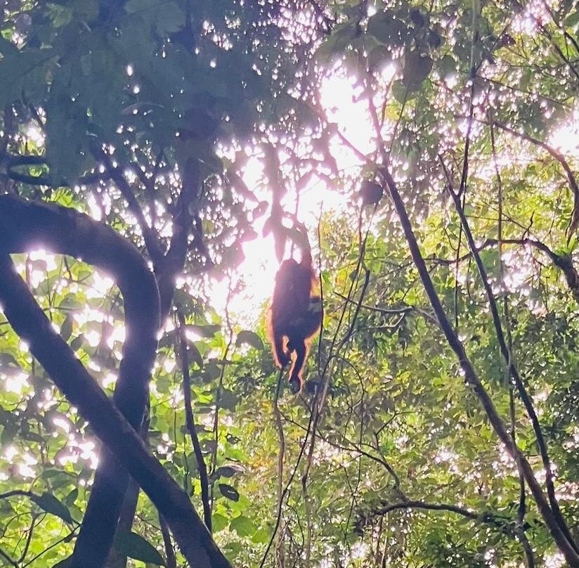 Ketambe Jungle Experience with Iwan and Team-Ketambe必去景点