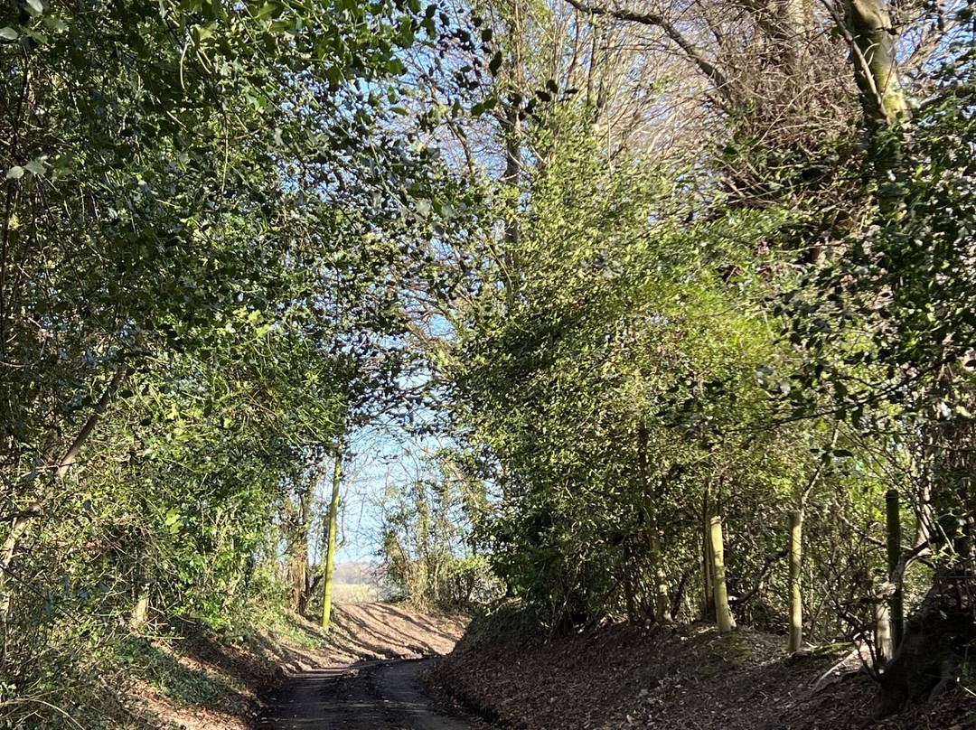 Leavesden Country Park景点图片