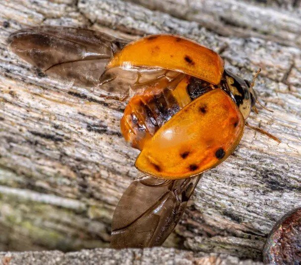 The Depot Lodge主图