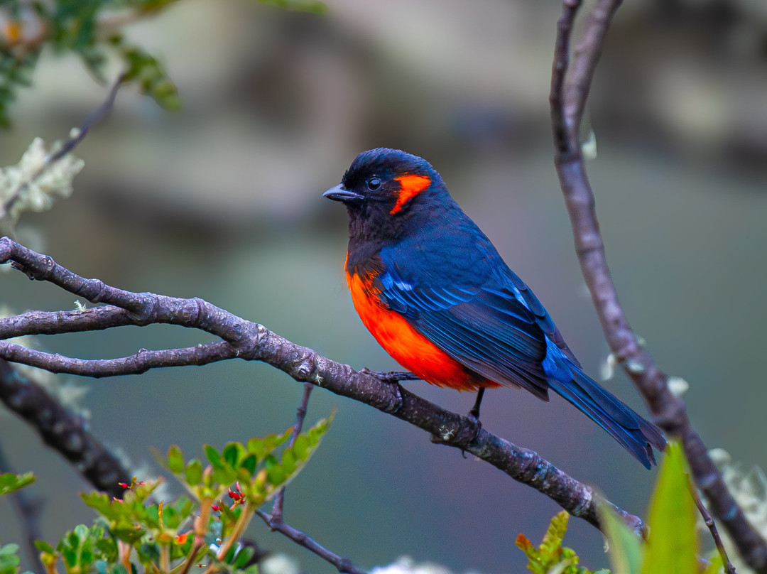 South Birding Peru景点图片