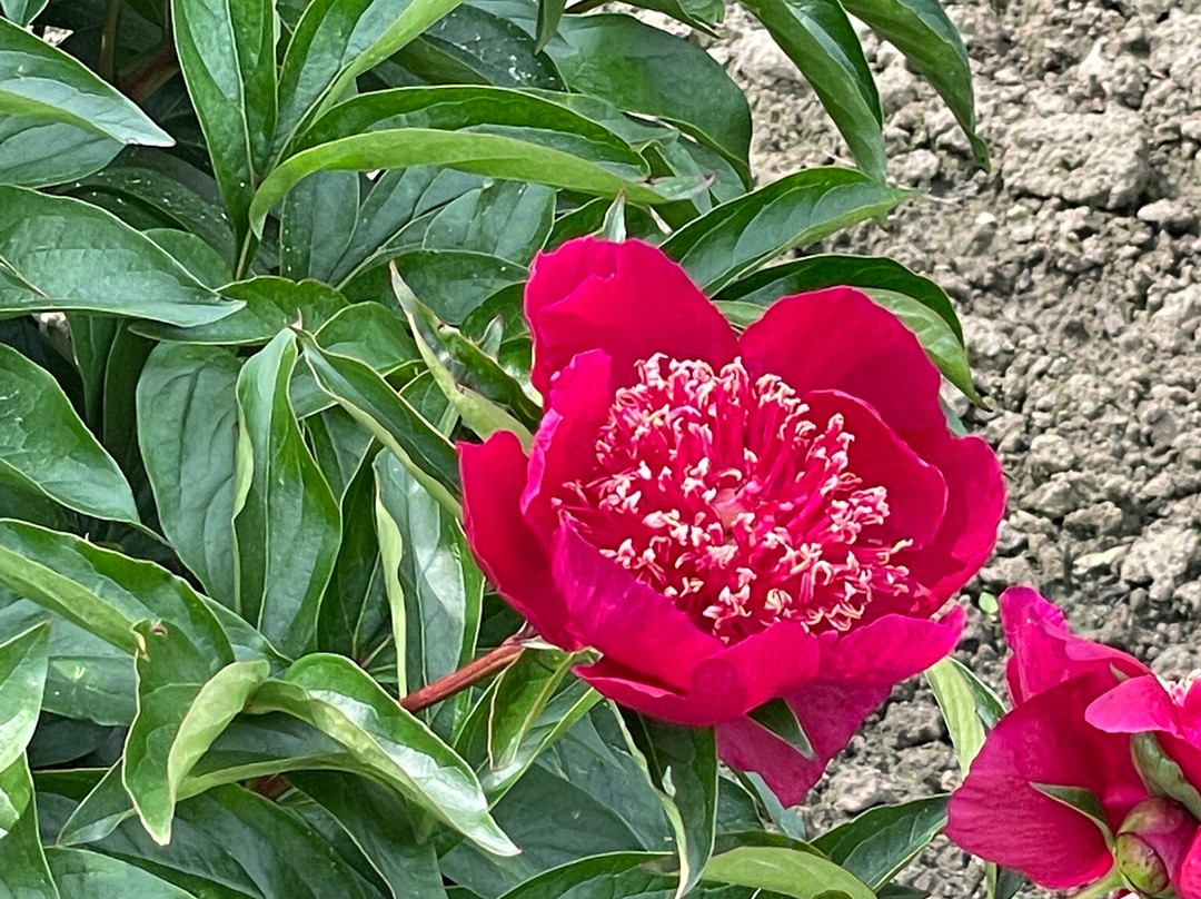 Botanischer Garten Christiansberg景点图片
