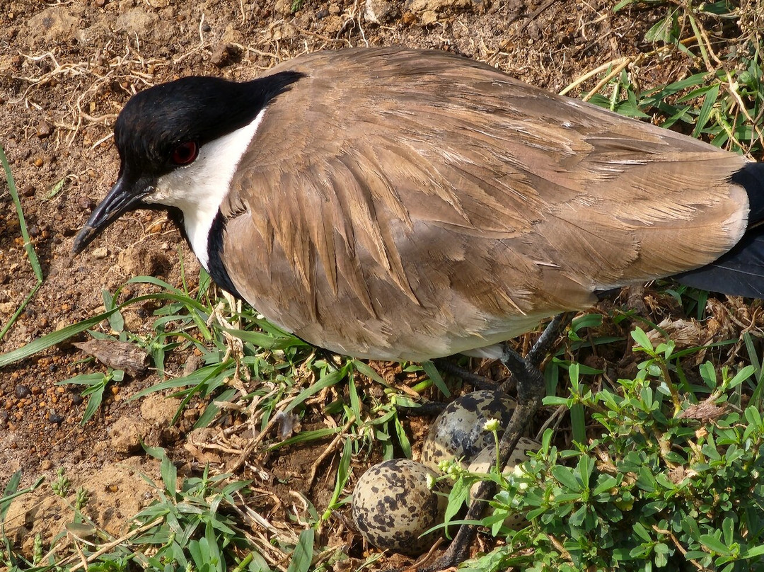 Lazizi Expeditions-内罗毕必去景点