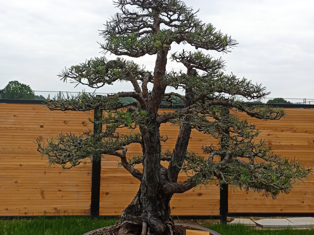 Yalova Bonsai Müzesi-Yalova必去景点