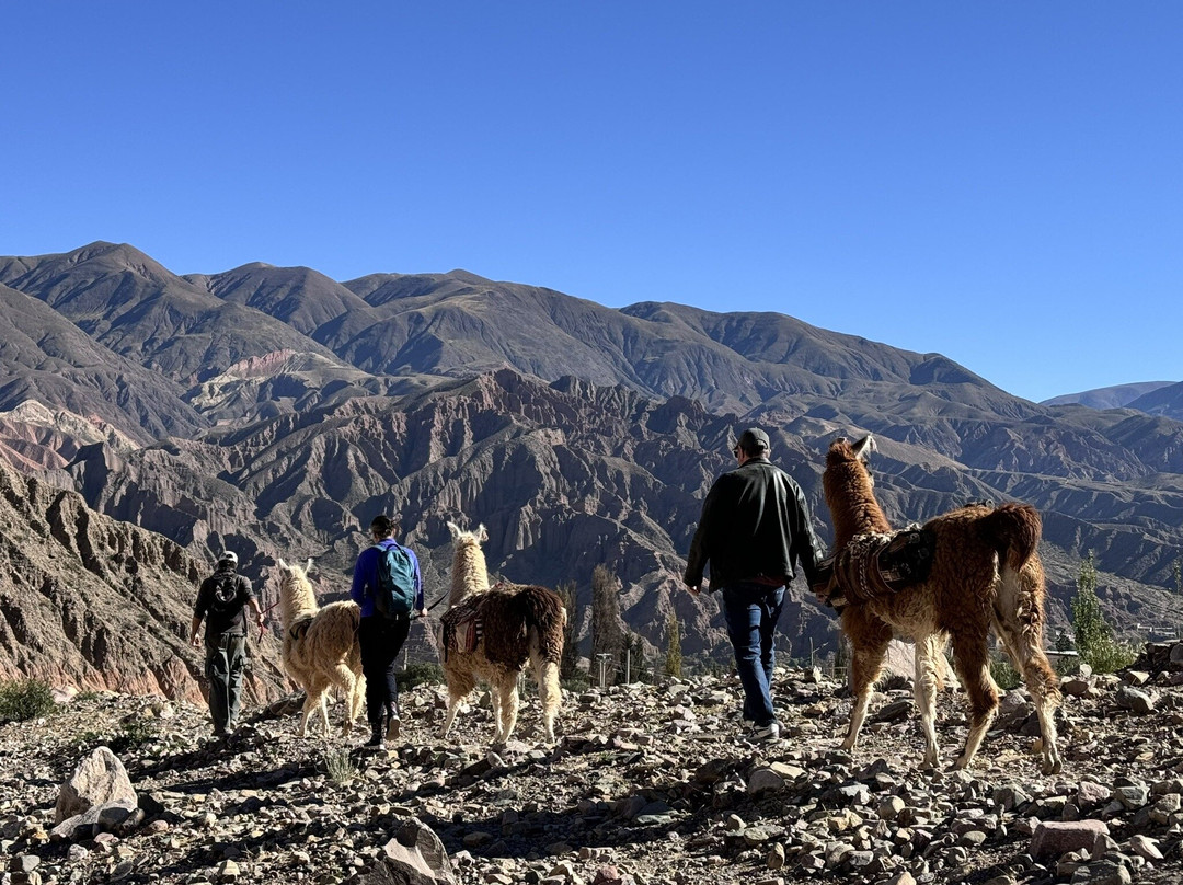 Caravana de Llamas景点图片