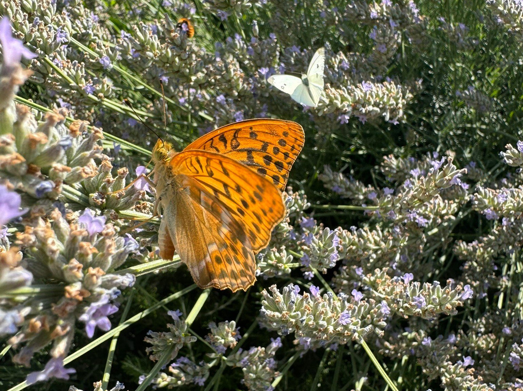 Alta Perugia B&B主图